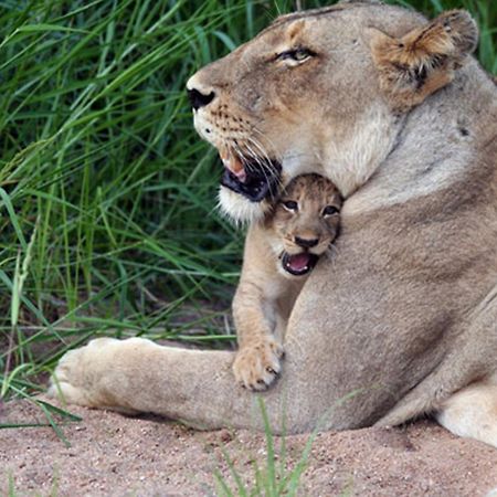 Umlani Bushcamp Villa Rezervaţia naturală Timbavati Exterior foto