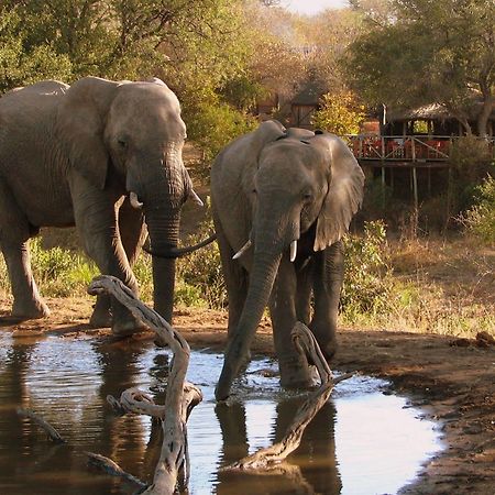 Umlani Bushcamp Villa Rezervaţia naturală Timbavati Exterior foto